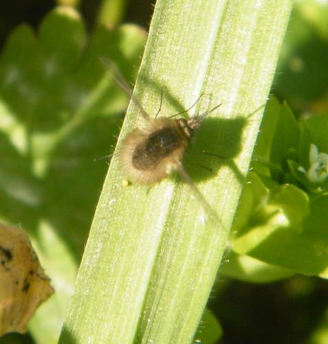 Bombylius sp.